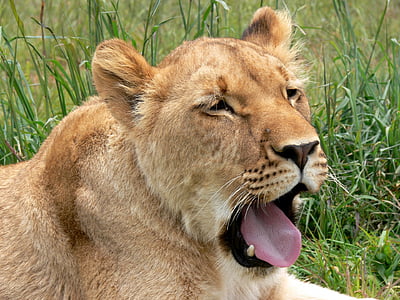 Lion, naarasleijona, haukotus, väsynyt, kissa, Wild, Wildlife
