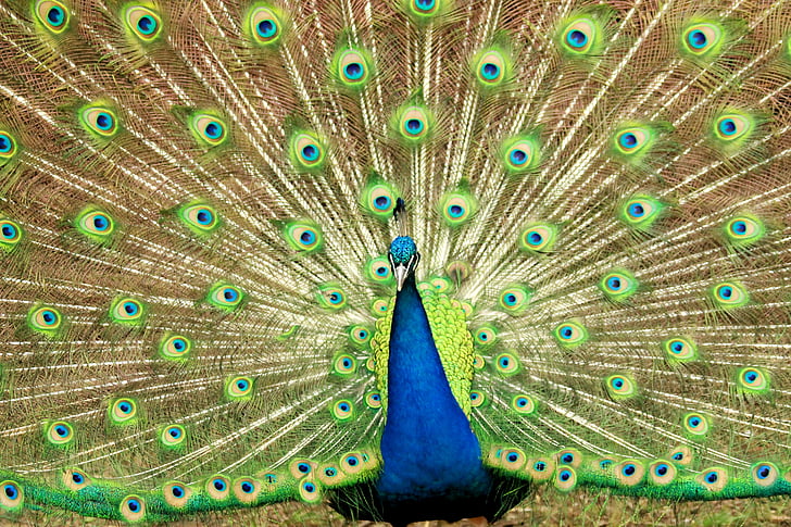 นกยูง, สีฟ้า, สีเขียว, ขนนก, ธรรมชาติ, สัตว์, มีสีสัน