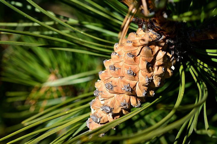 pine, pine cone, cone, forest, evergreen, christmas, needles