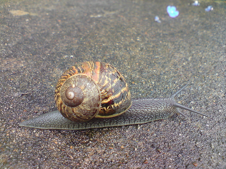 snail, garden, common, pest, mollusk, crawl, slow