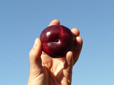 plum, fruit, food, eat, hand, finger, keep