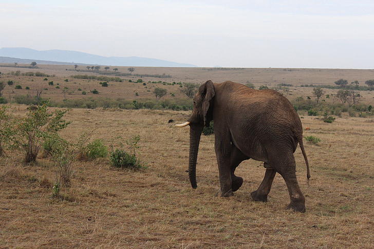 Massai Мара, слон, Кения