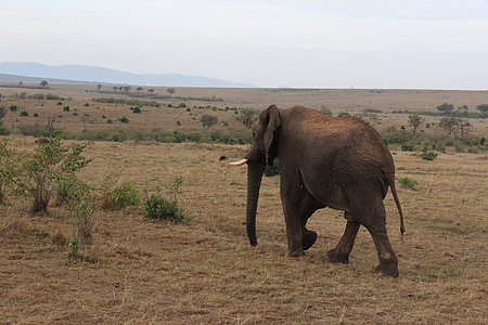 Massai mara, slon, Keňa
