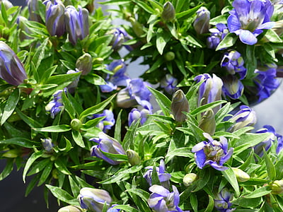 Enzian, Alpenblume, Spitzen Blume, Berg Blume, Sommerblume