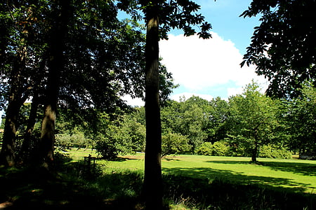 forest, meadow, trees, sky, green, nature, blue