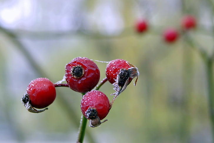 Laukinės Rožės, nuo užšalimo, žiemą, vaisių, ledo, ledinis, ne šaltas