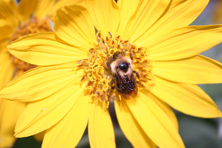 bunga, bunga matahari, lebah, musim panas, alam, serangga, kuning