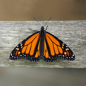 뉴질랜드, monach 나비, 생활 원, 곤충, 나비-곤충, 자연, 동물 날개