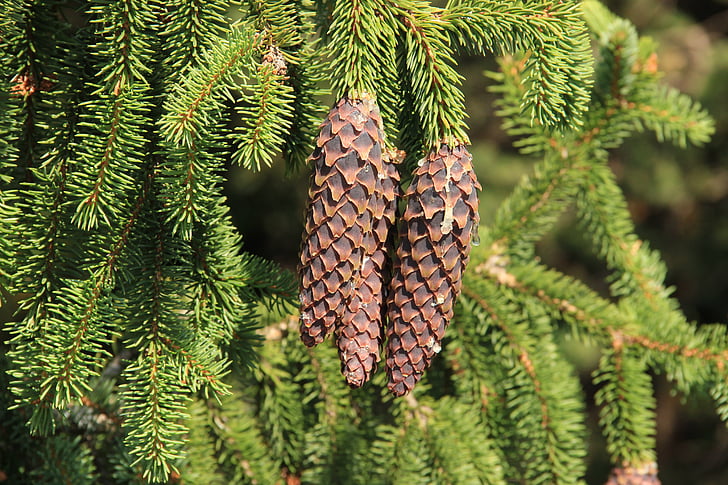 spruce, cone, pine cone, bad luck