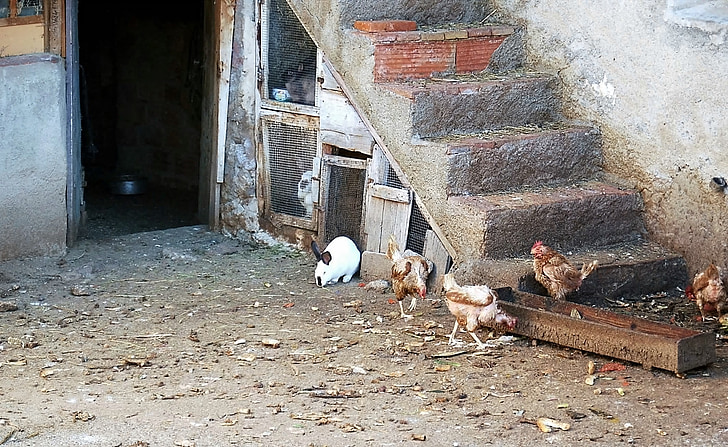 farm, hen, chickens, animals, rabbit, hens, chicken coop