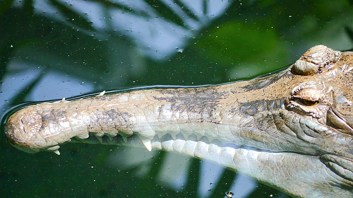 krokodil, gavial, reptielen, Predator, Archosauria, India, Nepal