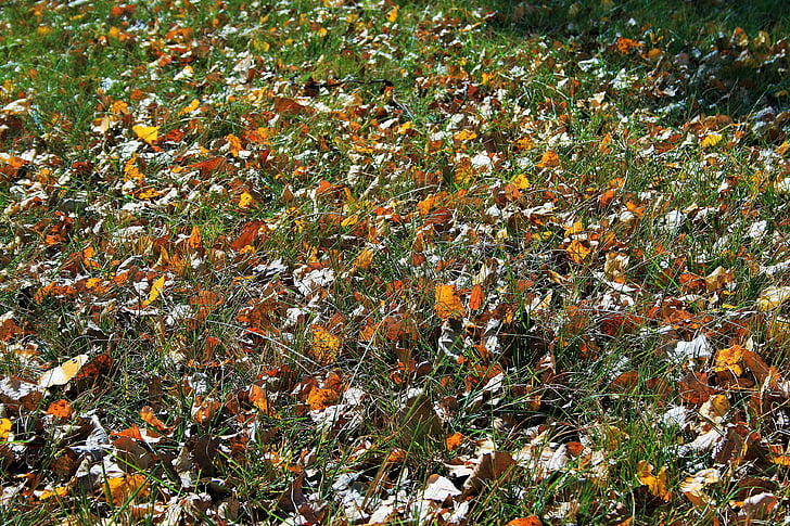 leaves on lawn, lawn, green, grass, leaves, autumn, yellow
