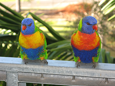 rainbow lorikeet, นก, lorikeet, มีสีสัน, สัตว์ป่า, ธรรมชาติ, สี