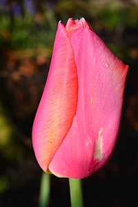 Tulipa, flor, flor, -de-rosa, fechado, jardim, doce