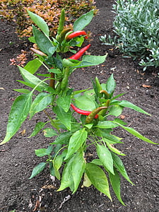 peper, Spaanse peper, pittige, Spice, plantaardige, plant, Chili