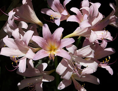 Ağustos, Lily, lilyum, pembe, Yaz, çiçekler, doğa