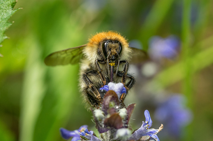 abeja, polinización, macro, flor, floración, polen, insectos