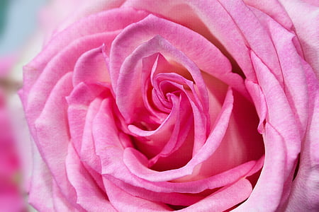 rosa, macro, fiore, materiali compositi, natura, pianta, bianco