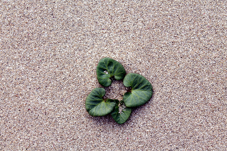 песок, листья, пляж, зеленый цвет, без людей, день, крупным планом