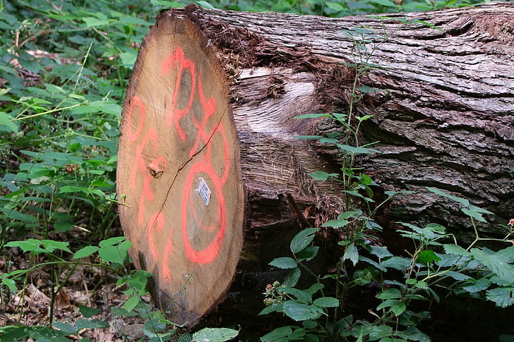 puu, Logi, nagu, väärtus puit, Mark, metsandus, metsnik