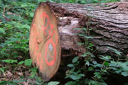 arbre, Journal, comme, bois de valeur, marque de, forestier, Forester