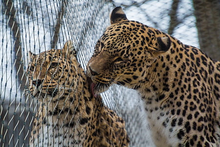 leopard, persian leopard, portrait, female, males, love, affection
