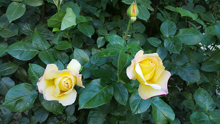 τριαντάφυλλα, Κίτρινο, άνοιξη, φύση, τριαντάφυλλο - λουλούδι, πέταλο, λουλούδι