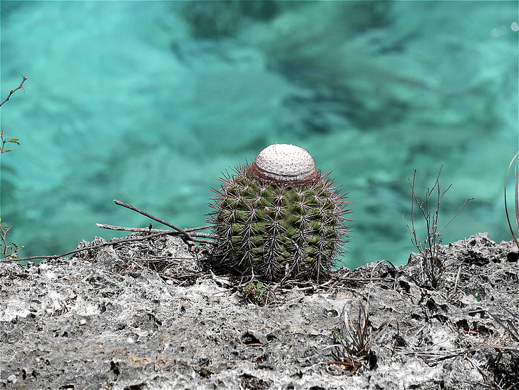 cactus, naturaleza, flores de cactus, al aire libre, verde, Bonaire