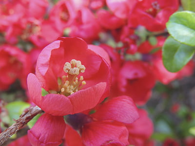 Blossom, nở hoa, màu đỏ, thực vật, Sân vườn, Hoa, Thiên nhiên