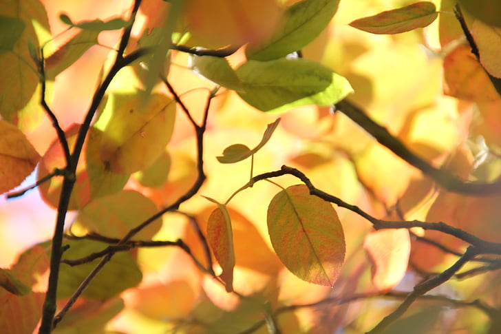 autunno, foglie, alberi, foresta, sole, Sunbeam, fogliame