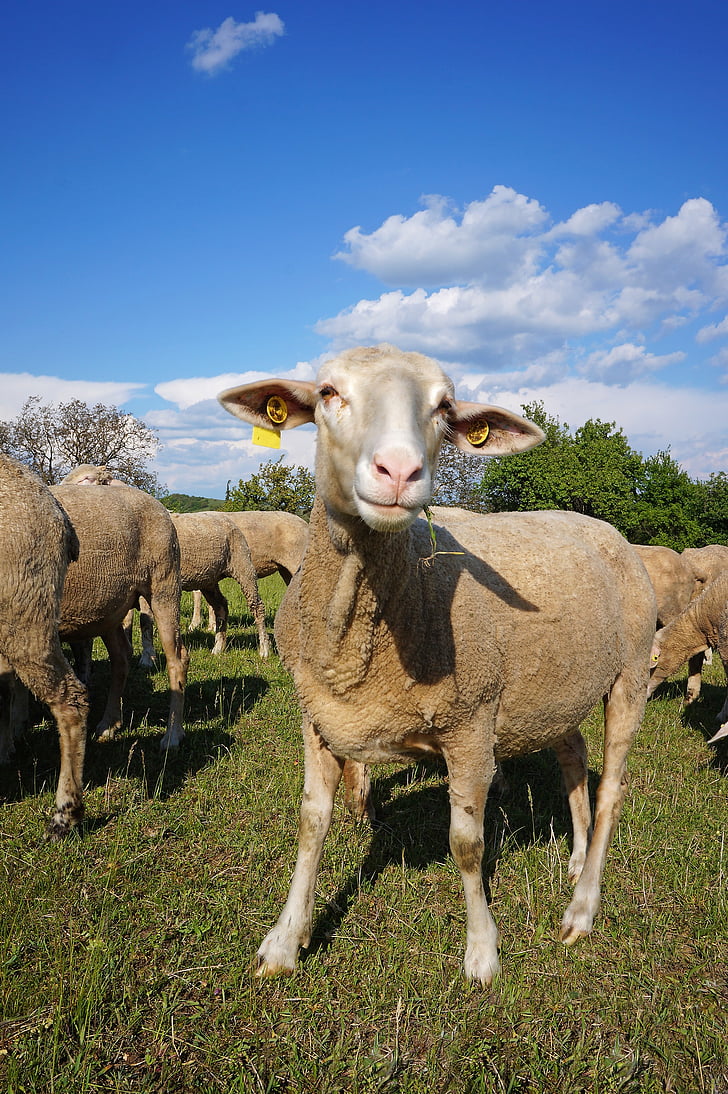 овцы, Домашние животные, 4 legged, животное