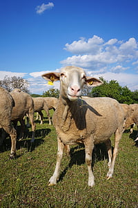 avių, augintiniai, keturkojo, gyvūnų