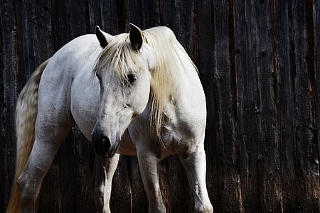 kôň, pleseň, Reiterhof, zviera, biely kôň, Príroda, Stall