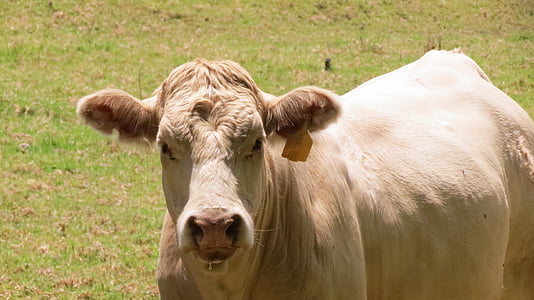 крава, ранчото, животните, едър рогат добитък, Животновъдство, земеделие, говеждо месо