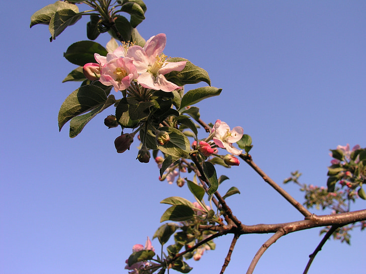 blomstrende, Apple, treet