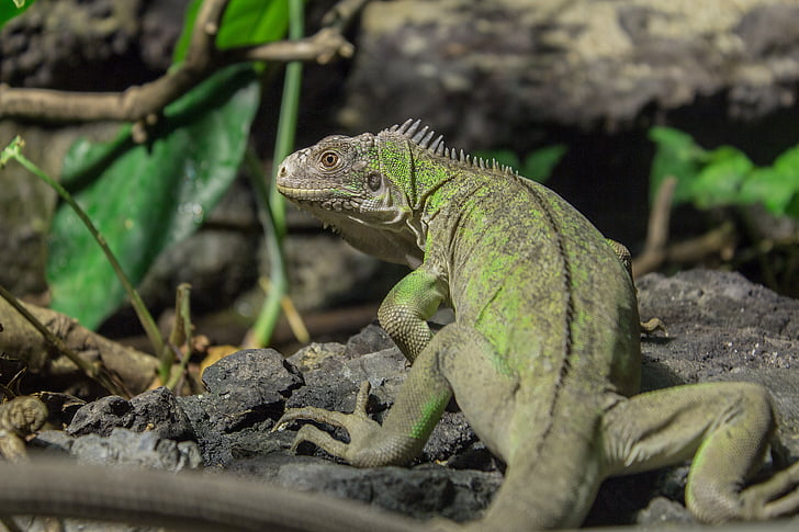 small antillean iguana, iguana, animal, reptile, zoo, green, creature