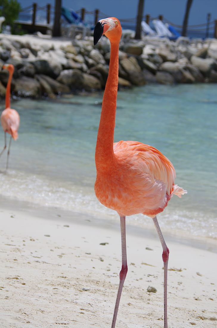 Flamingo, praia, Verão, Aruba