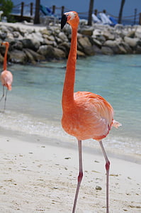 Flamingo, plajă, vara, Aruba