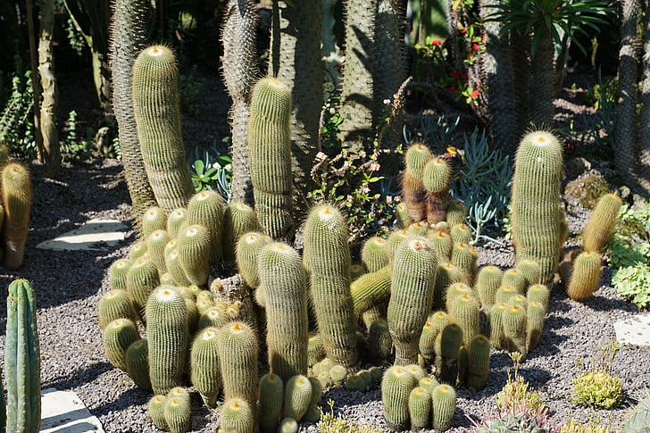 kaktus, grønn, anlegget, Botanisk hage, Überlingen