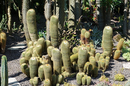 Cactus, grön, Anläggningen, Botaniska trädgården, Überlingen