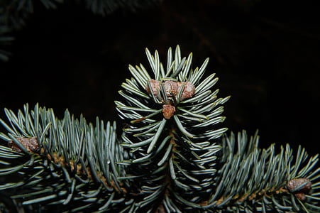 tannenzweig, árvore de Natal, Natal, verde