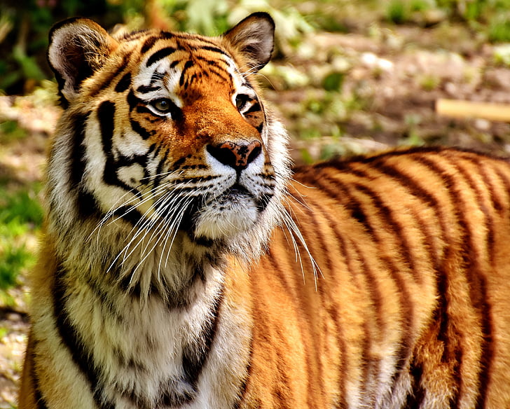 Tigre, Predator, fourrure, belle, dangereuses, chat, photographie de la faune