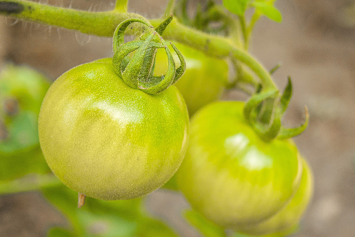 rohelised tomatid, tomatid, toidu, köögiviljad, terve