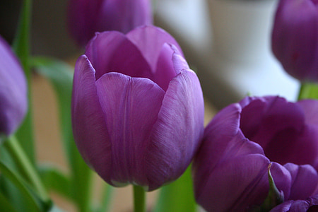 Tulipán, květ, fialová, kytice