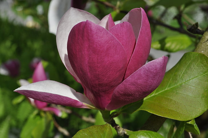Magnolia, Blossom, Bloom, fiore, natura, rosso, bianco