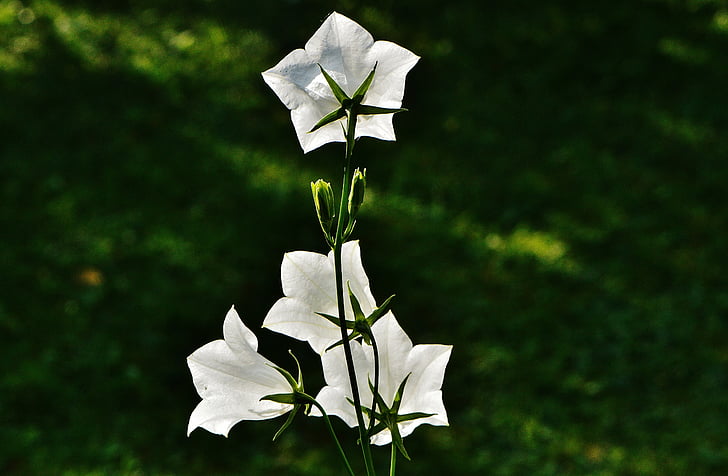 flors, campanes, blanc, flor, flor, planta, bonica