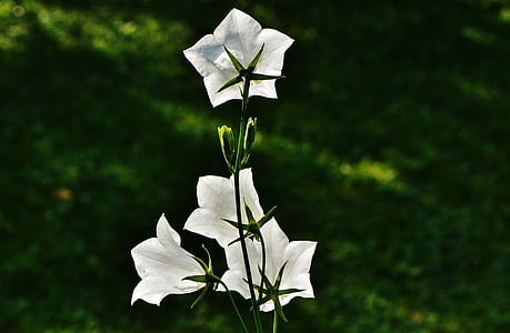 fiori, campane, bianco, Blossom, Bloom, pianta, bella