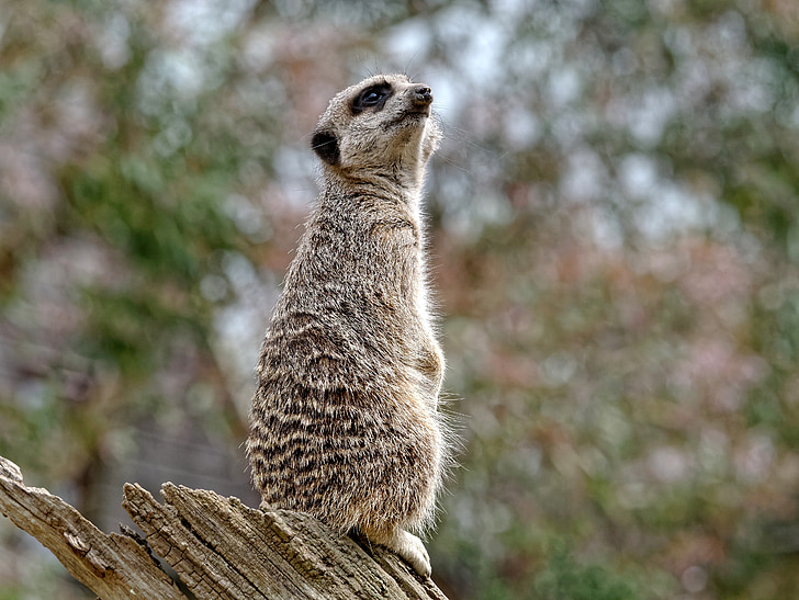 Meerkat, garde, faune, Lookout, vigilant