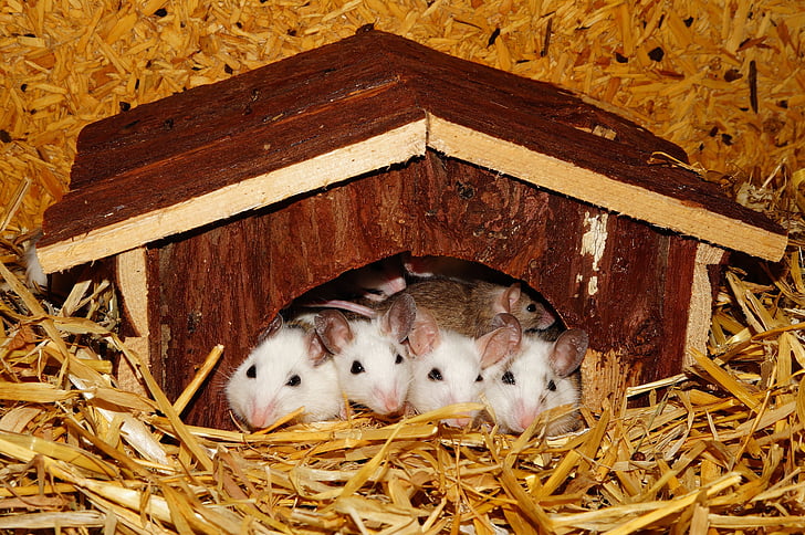 Mastomys, casa de campo, juntos, seguro, calor, recuperado, familia ratón