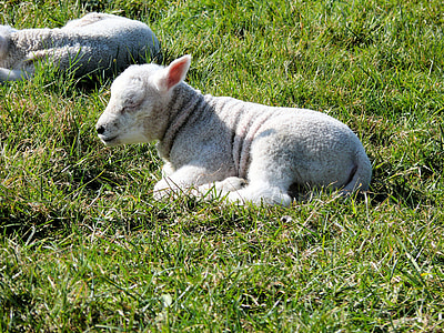 fåren, naturen, lamm, djur, våren, lammen, betesmark